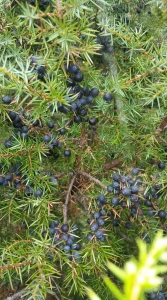 NAVADNI BRIN – Juniperus communis